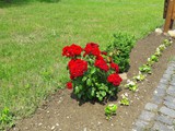 Farkaslaka11