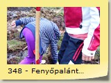 348 - Fenyőpalántálás