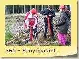 365 - Fenyőpalántálás