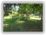 Iskolások parkgondozása 011