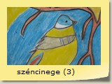 széncinege (3)