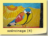 széncinege (4)