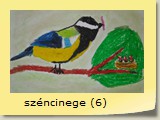 széncinege (6)