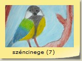 széncinege (7)